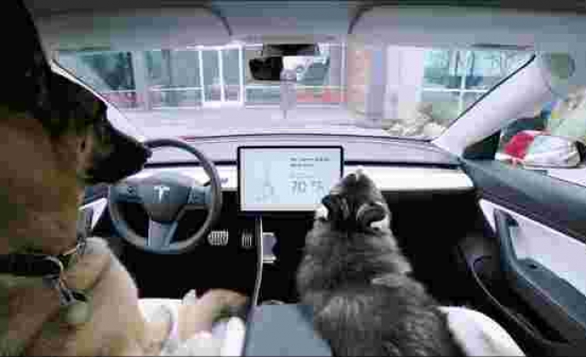 Tesla Araçları Hayvan Dostlarınızı 'Dog Mode' ile Güvende Tutuyor!