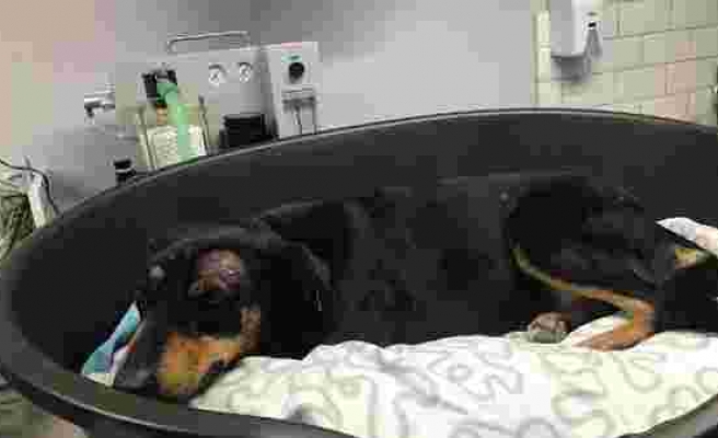 Hayvana Yönelik Şiddette Bugün: Havlama Sesinden Rahatsız Olduğu Köpeği Başından Vurdu!