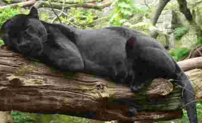 Hayvanat Bahçesinde Bariyeri Aşıp Selfie Çekmeye Çalışan Kadına Jaguar Saldırdı