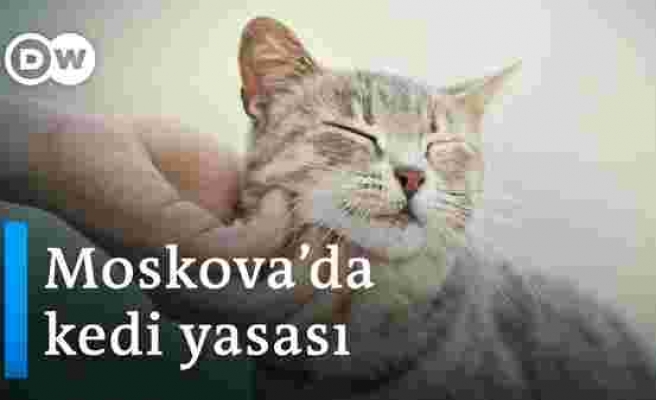 Moskova'nın Sokak Kedilerine Özel 'Kedi Yasası'