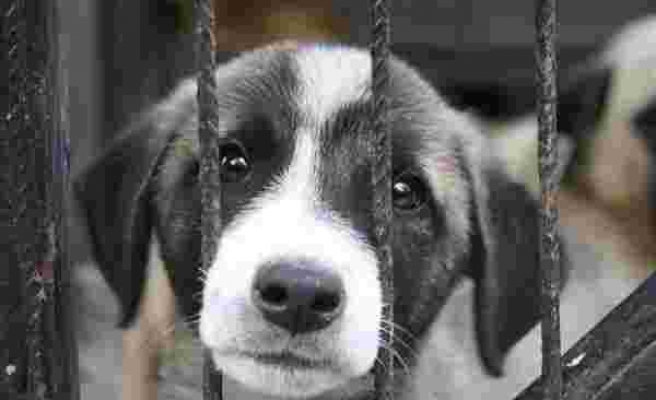 Prison Break Bodrum: Hayvan Barınağını Basan Kadın 100 Köpeği Serbest Bıraktı