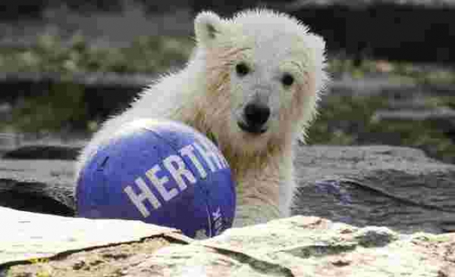 Hertha Berlin, kutup ayısına sponsor oldu!