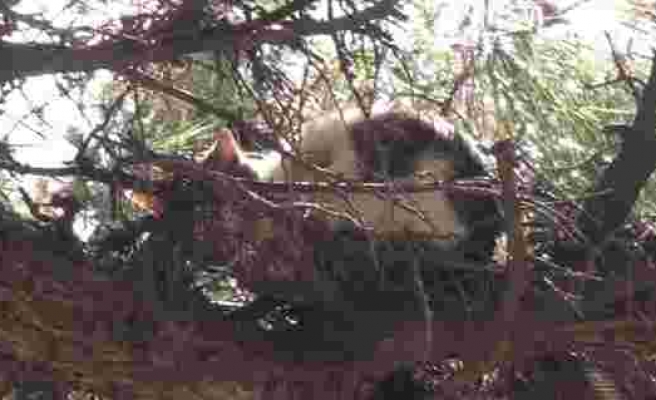 (ÖZEL) 3 gün boyunca ağaçta mahsur kalan kedi itfaiye ekiplerince kurtarıldı