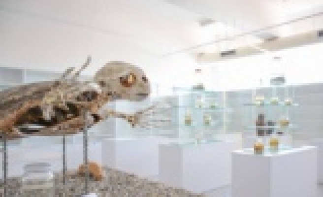 Kıbrıs Herbaryum Müzesi’ne girişler ücretsiz