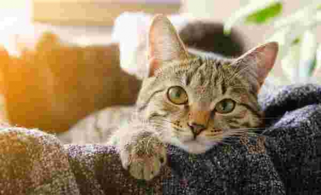Kedi Kısırlaştırma Ameliyatı Ne Kadar? Ücretsiz Kedi Kısırlaştırması Yapılıyor mu?