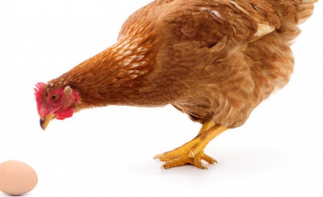 Tavuklar Kendi Yumurtasını Neden Yer? Eğer Tavuk Kendi Yumurtasını Yiyorsa Ne Yapmalı?