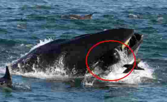 40 saniye balinanın ağzında kalan balıkçı, nasıl kurtulduğunu anlattı: Bir patlama gibiydi