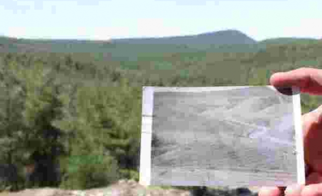 799 Bin Kızılçam Fidanı Dikilmişti: Sinop'taki Çorak Arazi, 40 Yılda Ormana Dönüştü