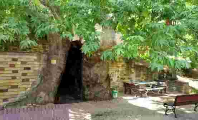 812 yıllık çınar ağacını 15 kişi zor kucaklıyor