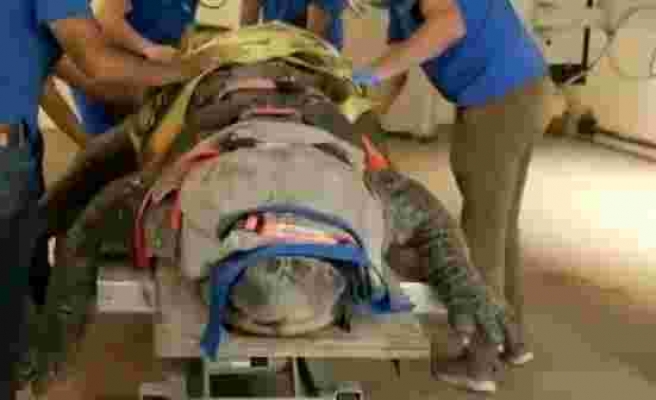 ABD'de 3,5 metrelik timsahın tedavi görüntüleri 1,5 milyon kez izlendi