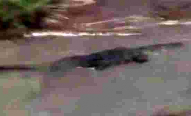 ABD'de kasırganın vurduğu kentte dev timsahlar sokağa indi