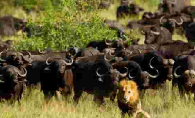 ABD, yetenekli bizon avcısı arıyor! Bölgedeki 600 bizon sayısı 200'e düşürülecek