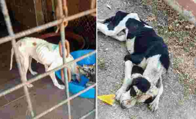 'Açlıktan Taş Kesilip Öldüklerini Gördüm' Tire'deki Hayvan Barınağının İçler Acısı Hali Tepki Çekiyor