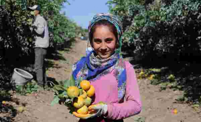 Adana’da mandalina hasadı sürüyor, fiyatı 1 liraya düştü