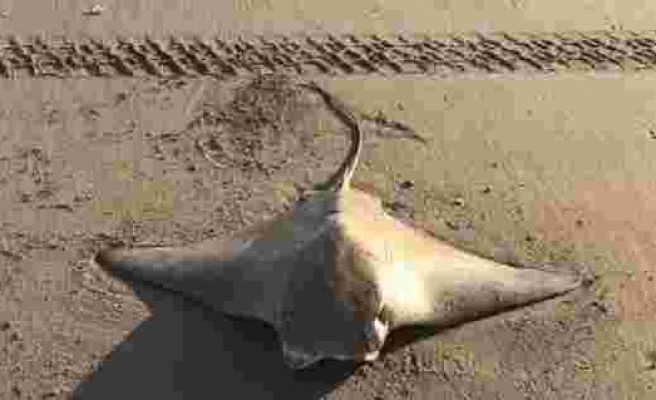 Adana'da sahilde mandabaş vatoz bulundu
