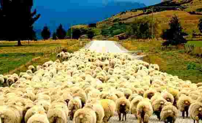 Afgan Çoban Formülü ile 150 Bin Kişilik Açık Kapatılacak
