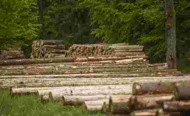 Ağaç Kestirip Villa Yaptıran Orman İşletme Müdürü Tutuklandı