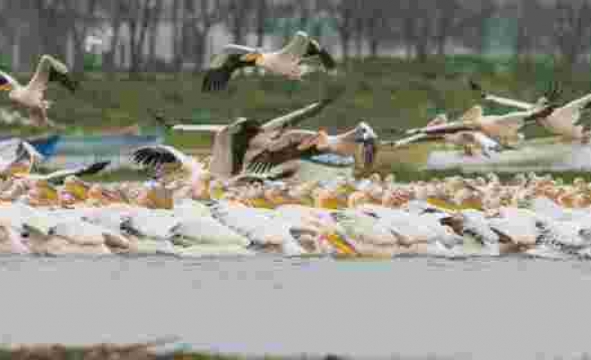 Ak pelikanların göçü bu yıl da görüntülendi