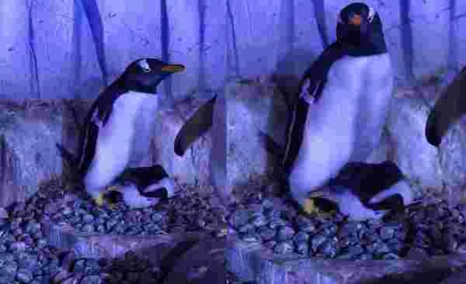 Akvaryum'da 2. bebek penguen de dünyaya gözlerini açtı