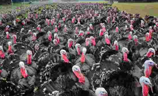 Almanya'da koronavirüsten sonra şimdi de kuş gribi paniği: 62 bin hindi ve ördek itlaf edilecek