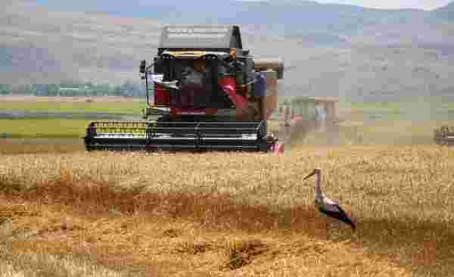 Amasya'da bereketli hasat! Leylekler buğday avında
