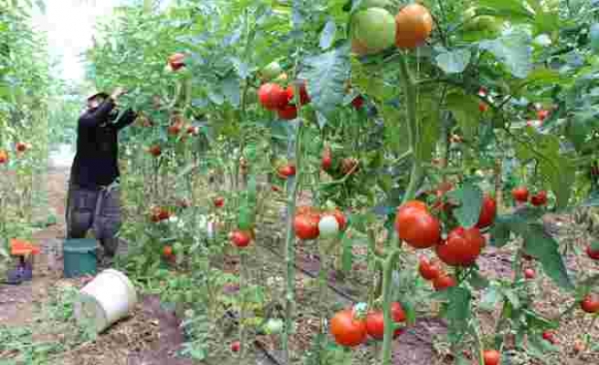 Amasya'da domates, üreticisini sevindirdi