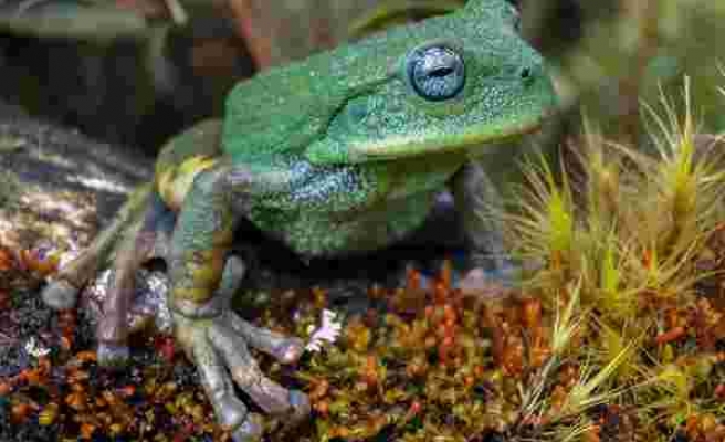 Amazon'da Yeni Kurbağa Türü Keşfedildi: Turkuaz Gözleri ve Lekesiz Cildiyle Dikkat Çekiyor