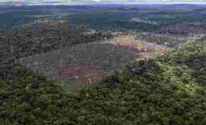 Amazon Ormanları Son 15 Yılın En Büyük Kaybını Yaşıyor