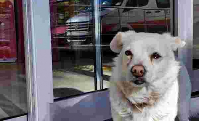 Ambulansın Peşinden Koştu: Sahibi Tedavi Gören Köpek, 5 Gündür Hastane Kapısında