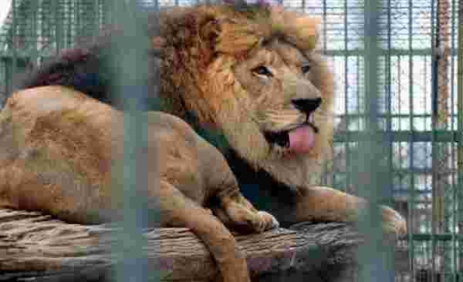 Ankara'da Mahallenin Ortasında Hayvanat Bahçesi: Vatandaşlar Gazeteye İlan Verdi
