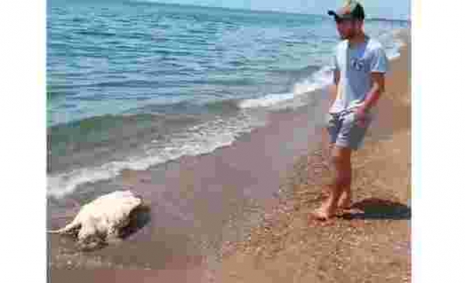 Antalya'da caretta caretta ölüsü sahile vurdu