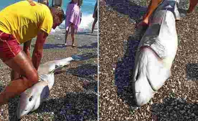 Antalya'da İki Metre Uzunluğunda Ölü Köpekbalığı Bulundu