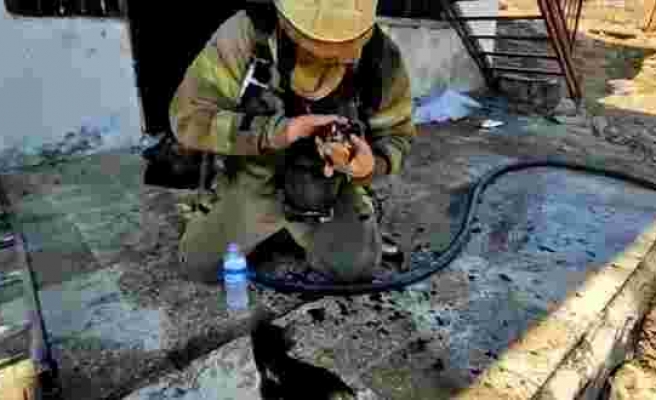 Antalya'da Yangından Anne ve Yavru Kedileri Kurtaran İtfaiye Ekipleri ❤