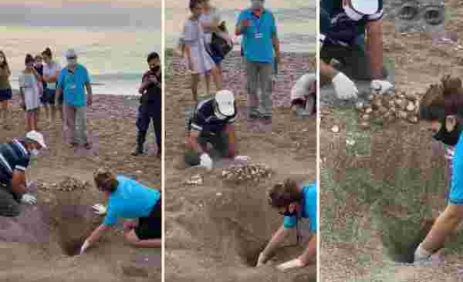 Antalya'da Zarar Gören Caretta Caretta Yuvasındaki Yumurtaları Kurtarmaya Çalışan Güzel İnsanlar