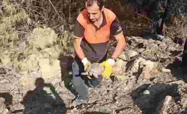 Antalya’daki yangında ekipler, yaralı kaplumbağanın hayatını kurtardı