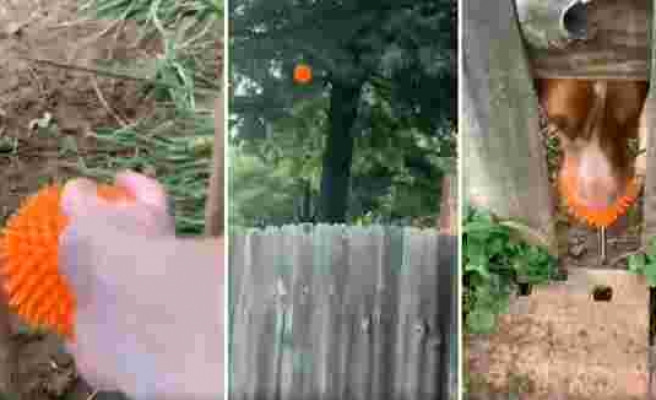 Aradaki Çit Engeline Rağmen Komşusuyla Oyun Oynamanın Bir Yolunu Bulan Köpeğin Muhteşem Görüntüleri