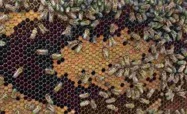 Arı poleni hastalıklara karşı kalkan görevi görüyor