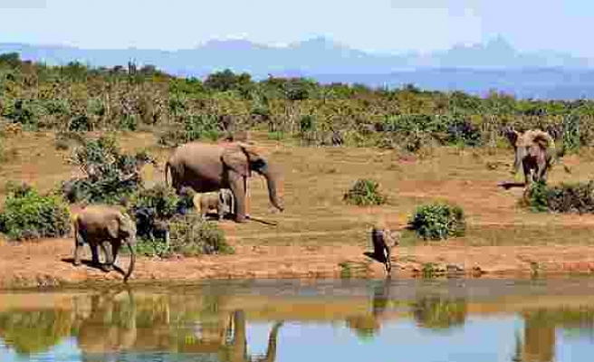 Artan fil nüfusu ekosisteme tehdit