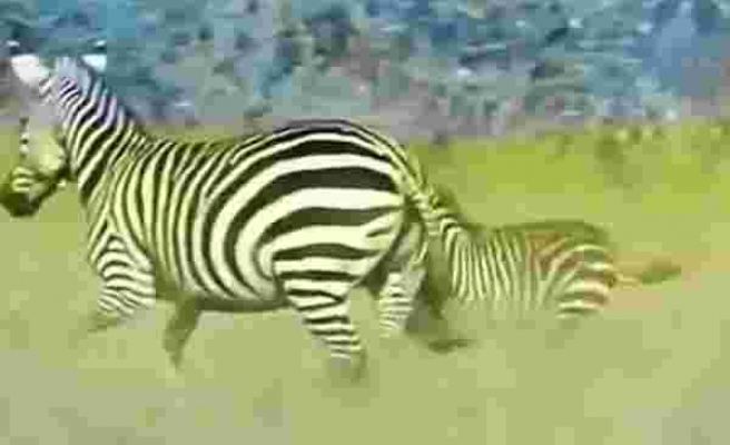 Aslana Yem Olmak Üzere Olan Yavrusunu Aslanın Ağzından Kurtaran Anne Zebra