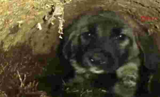 Atık Su Borusuna Sıkışan Yavru Köpeği Kurtaran Güzel İnsanlar