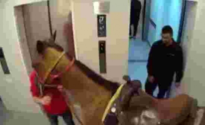 Atını asansörle lüks apartmanın üst katına çıkardı, ifadesi olaydan daha vahim