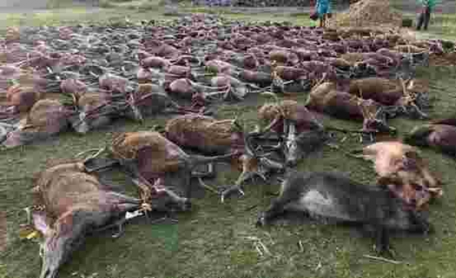 Avcılar, iki günde 540 hayvanı katletti! Sosyal medya ayağa kalktı