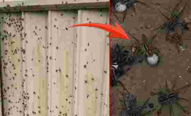 Avustralya'da 100 yılın felaketi yaşanıyor! 10 dakikada insan öldüren zehirli örümcekler evleri bastı
