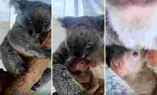 Avustralya'da Yangından Kurtarılan Anne Koala ve Yavrusunun Muhteşem Görüntüleri!