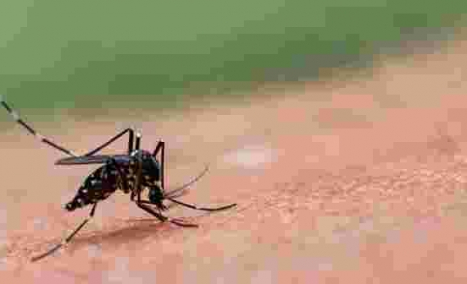 Avustralyalı uzmanlardan korkutan tespit! Korona bitmeden şimdi de sivrisinekten yayılan ölümcül bir virüs bulundu