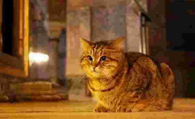 Ayasofya'nın Kedisi Gli Hastalandı: 'Kalabalıktan Uzak Bir Odada Yaşaması Gerekiyor'