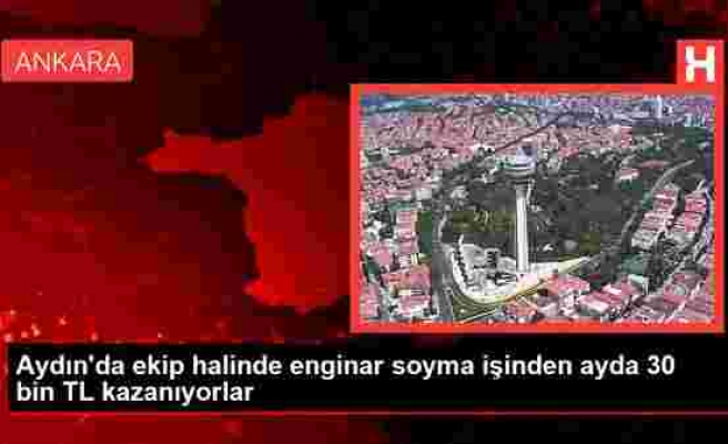 Aydın'da ekip halinde enginar soyma işinden kişi başı ayda 30 bin TL kazanıyorlar - Haberler