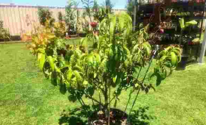 Aynı Ağaçta 10 Farklı Meyve Yetiştirmeyi Başaran Bahçıvan Guinness Yolunda