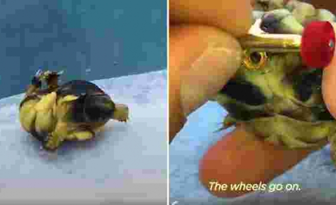 Bacakları Ters Olan Kaplumbağanın Rahat Yürüyebilmesi İçin Ona Mini Kaykay Yapan Güzel İnsan!
