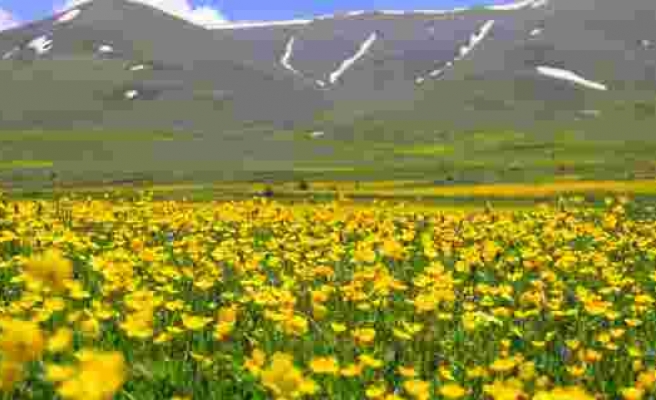 Baharın gelmesiyle Mayıs çiçekleri Erzurum’u sarıya bürüdü